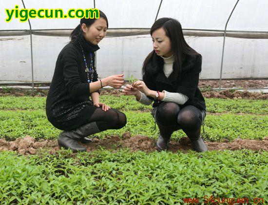 湖北荆州公安县美女_湖北荆州公安县_湖北荆州公安 ...