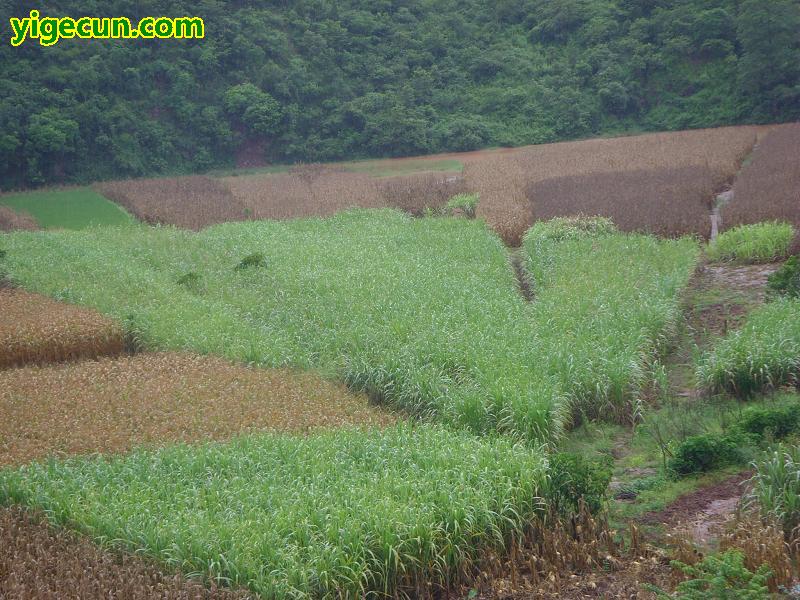 图片_云南省楚雄州双柏县独田乡独田村