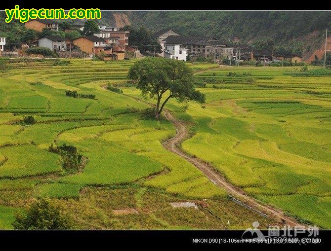 图片_福建省南平市延平区南山镇龙湾村