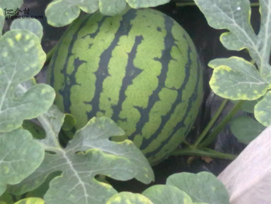 <em>妹冢镇</em>_<em>山东省聊城市莘县妹冢镇</em>_一个村