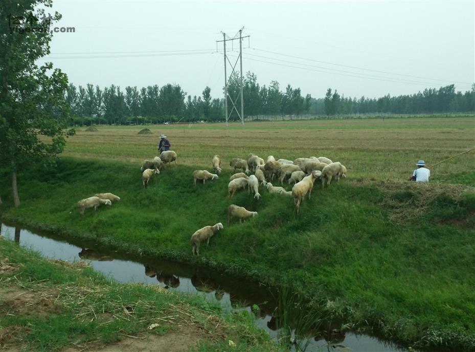 图片说明:一个真实的农村生态环境--纪庄    溪水清澈,绿树成荫,满坡