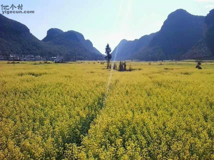 云南省曲靖市罗平县板桥镇安勒村