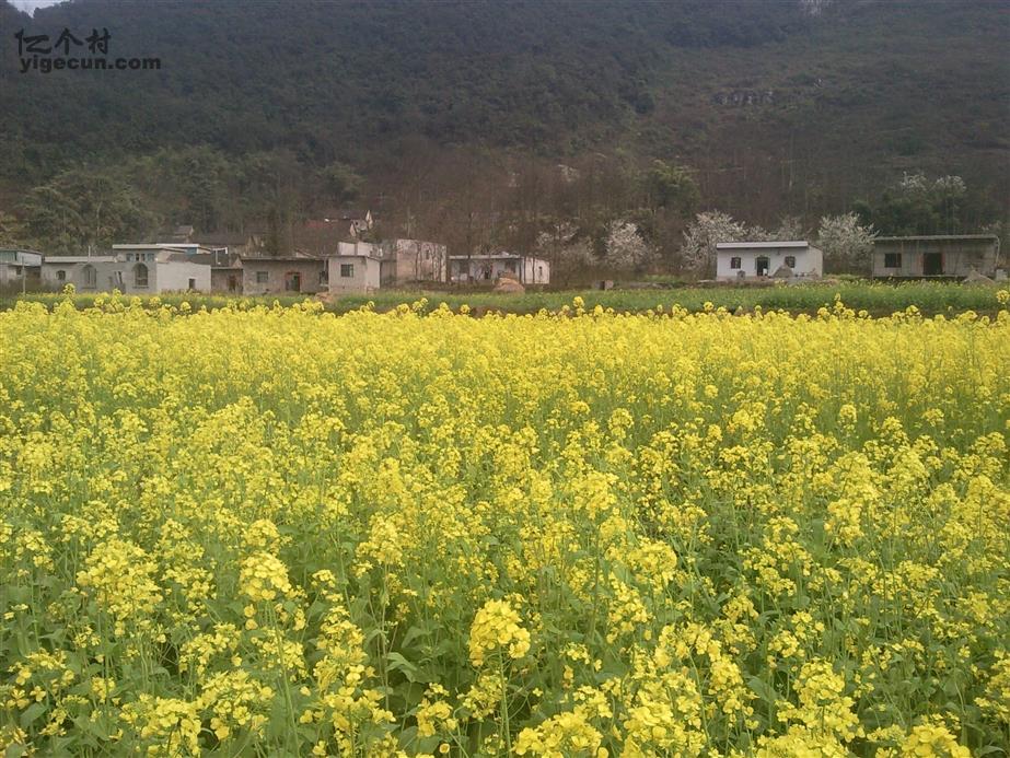 贵州省六盘水市六枝特区落别乡板照村图片