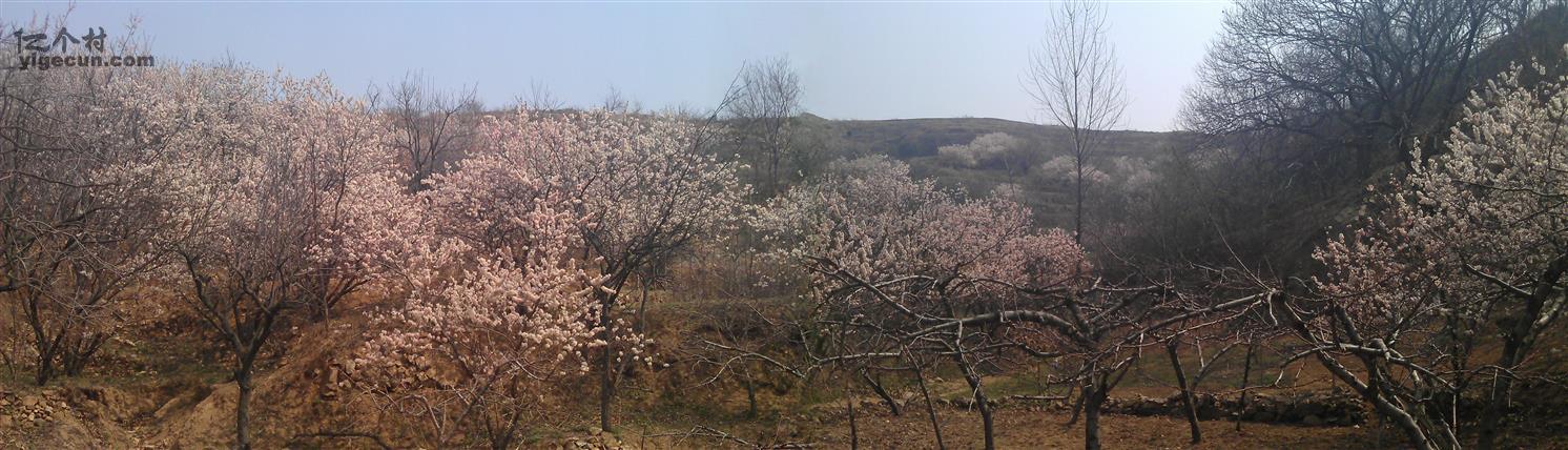 图片_山东省潍坊市诸城市桃林镇李子园村