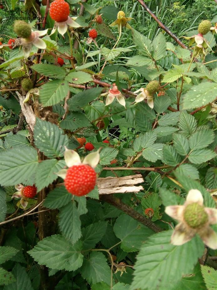 图片说明:野生刺莓