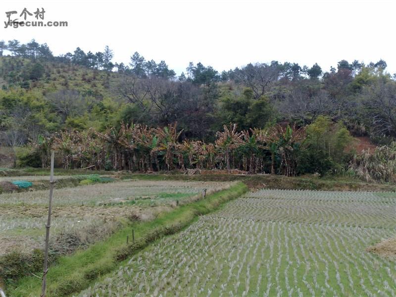 图片说明:广东省河源市和平县合水镇中和村新屋下 拍摄者:黄志双