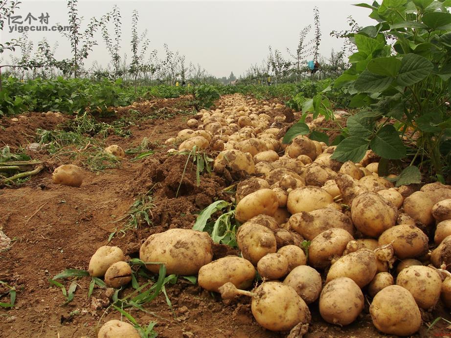 图片说明:黑鲁村的经济作物马铃薯