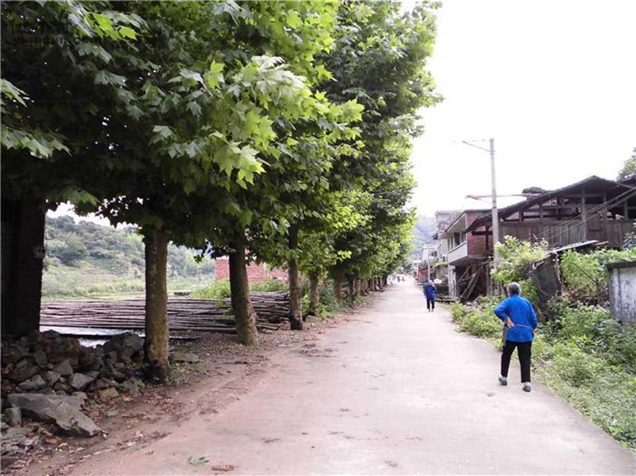 图片_福建省南平市政和县东平镇苏地村