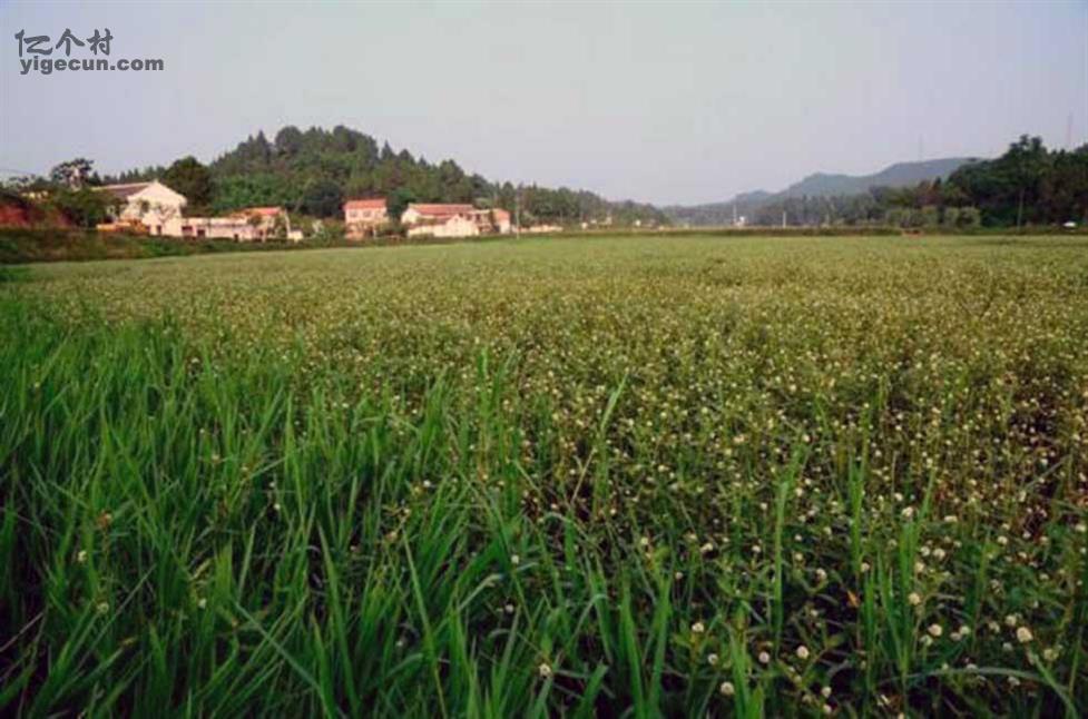 图片_四川省资阳市简阳市踏水镇双益村