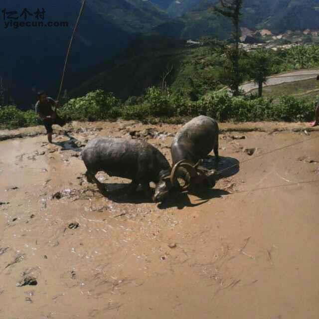 图片_云南省红河州绿春县平河乡东哈村