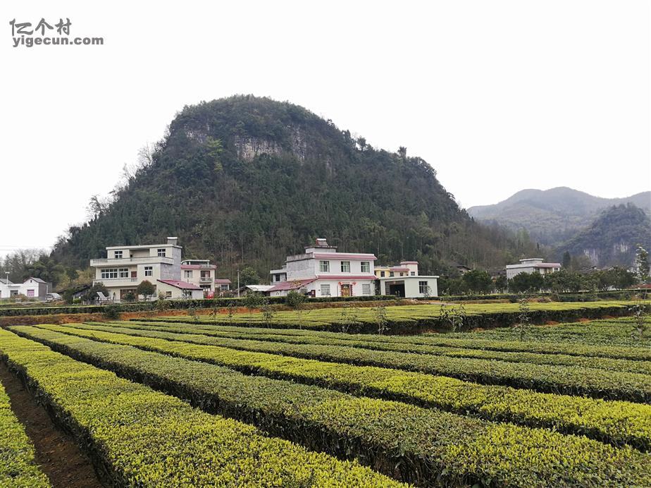 图片_湖北省恩施州来凤县大河镇桐子园村