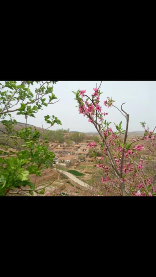 山东省临沂市沂水县崔家峪镇龙凤湾村图片