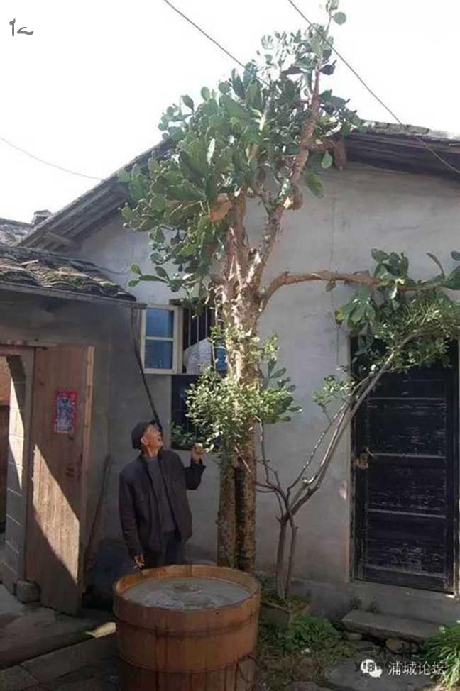 福建省南平市浦城县石陂镇龙根村图片