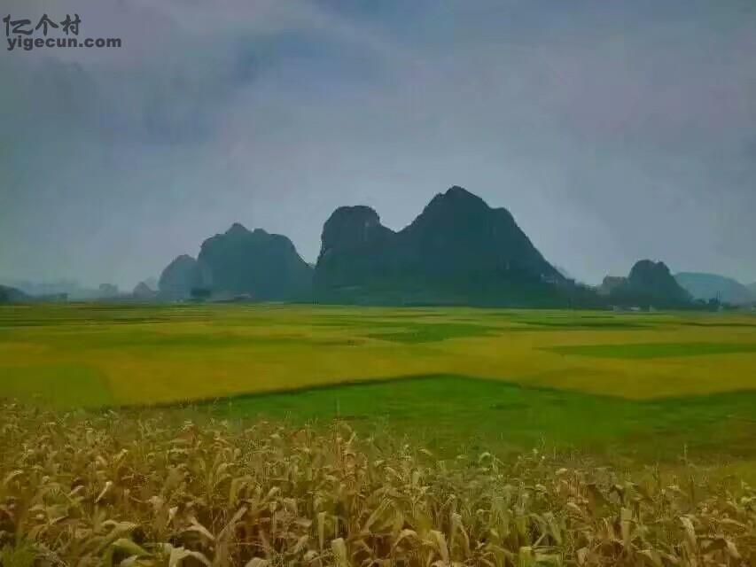 广西贵港市覃塘区樟木乡大旗村图片