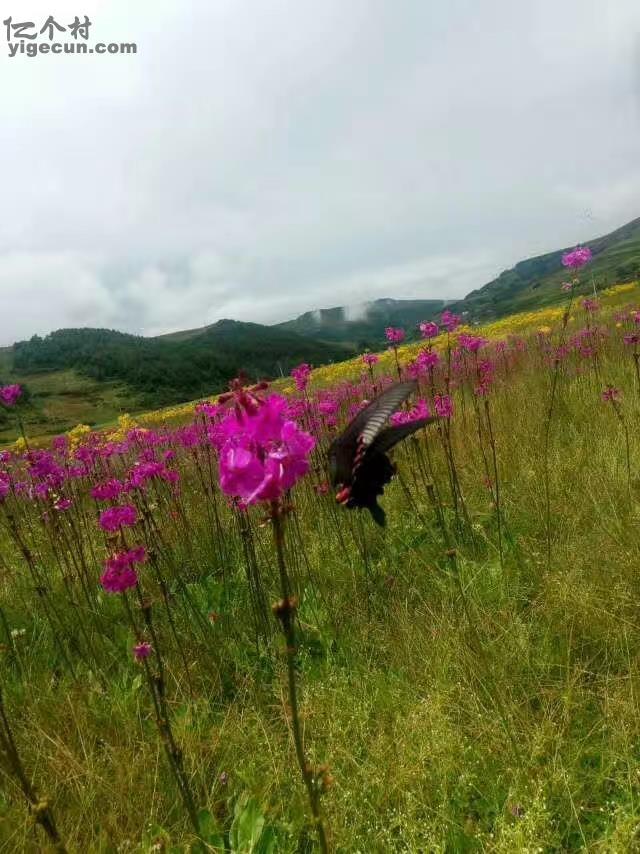 云南省昭通市永善县伍寨乡长海村图片