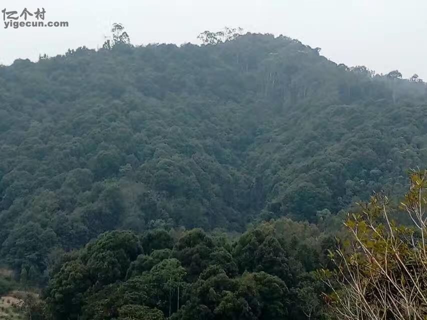 广东省潮州市饶平县浮山镇大坑村图片