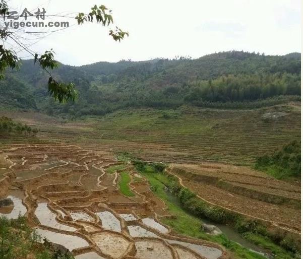 福建省莆田市仙游县龙华镇金山村图片