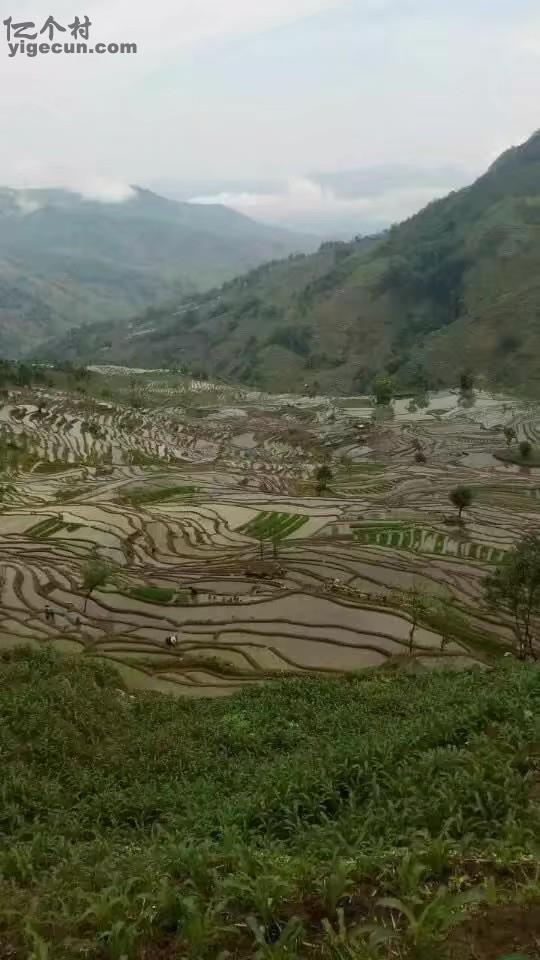 云南省红河州元阳县上新城乡同春山村图片