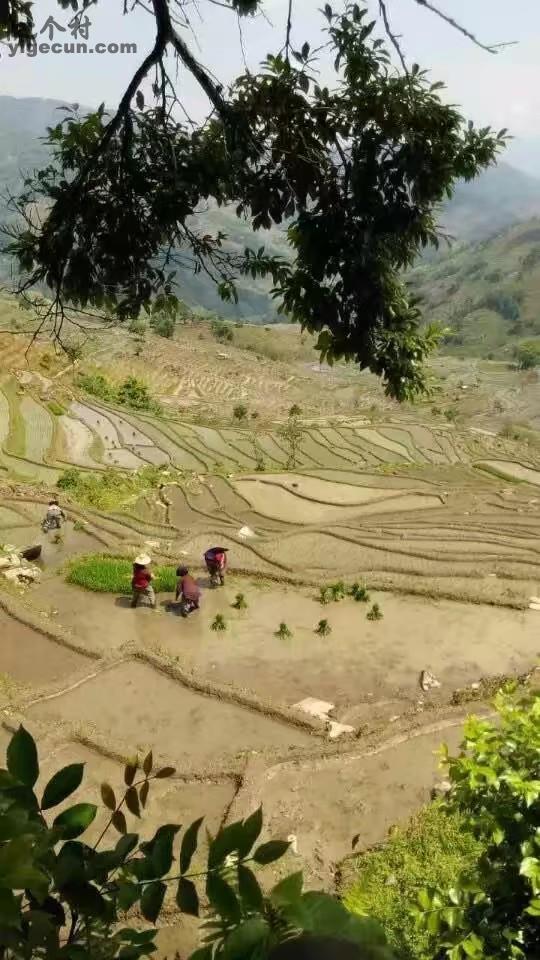 云南省红河州元阳县上新城乡同春山村图片