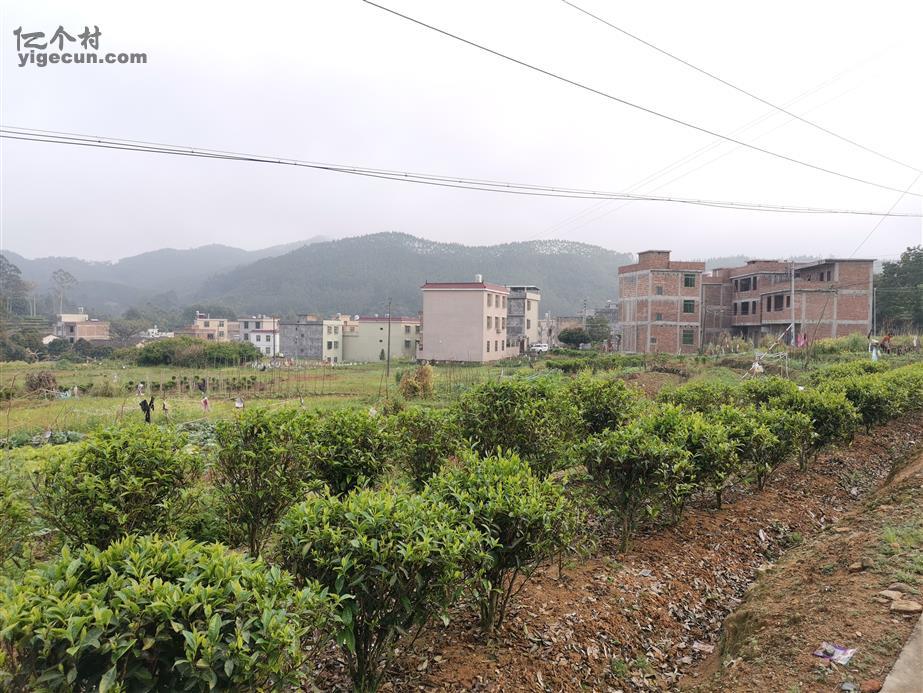 广东省潮州市饶平县建饶镇杨梅坪村图片