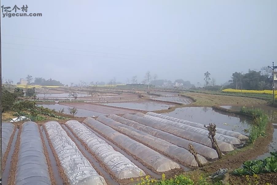 重庆市合川区香龙镇香炉村图片