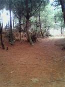 石竹村 很爽的林下，，松林慢步