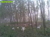 刘庄屯村 河边的树林里羊儿在吃草