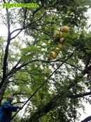 四川省,南充市,高坪区,江陵镇,牌坊村