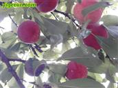 四川省,南充市,高坪区,江陵镇,牌坊村