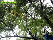 四川省,南充市,高坪区,江陵镇,牌坊村