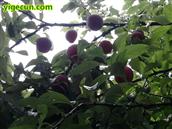 四川省,南充市,高坪区,江陵镇,牌坊村