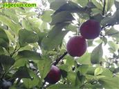 四川省,南充市,高坪区,江陵镇,牌坊村