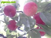 四川省,南充市,高坪区,江陵镇,牌坊村