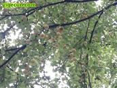 四川省,南充市,高坪区,江陵镇,牌坊村