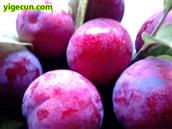 四川省,南充市,高坪区,江陵镇,牌坊村