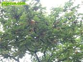 四川省,南充市,高坪区,江陵镇,牌坊村