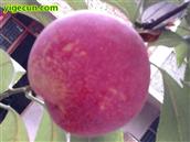 四川省,南充市,高坪区,江陵镇,牌坊村