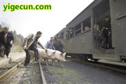 大陆村 猪也能坐上火车