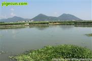 福建省,漳州市,龙海区,东园镇,埭尾村
