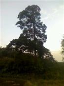 龙安村 这是龙安古老的松树
