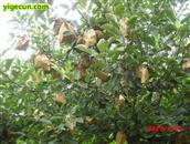 辽宁省,鞍山市,海城市,英落镇,烟台村