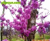 黄羊村 紫荆树