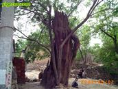南盘石村 平山县小觉镇南盘石村千年古槐树，曾遭5次雷劈，至今生长茂盛。


