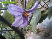 甘肃省,天水市,甘谷县,安远镇,何山村