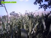 甘肃省,天水市,甘谷县,安远镇,何山村