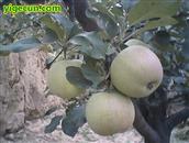 甘肃省,天水市,甘谷县,安远镇,何山村