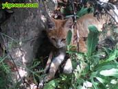 甘肃省,天水市,武山县,龙台乡,贾山村