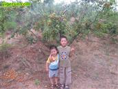 宁家庄村 山上的杏树，树上的果实，树下的兄弟