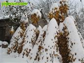 太平村 2011年的第一场雪