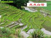 福建省,南平市,延平区,洋后镇,洋后村